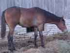 Stud colt stolen from Liberty IN and recovered in Ohio 11/2002