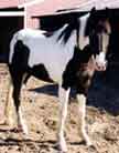 Judy-stolen at  wagon train ride in AL. Later found with another horse tied to tree--waiting for the pick up.