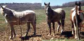 Missing from fatal barnfire. These horses were not in the barn.