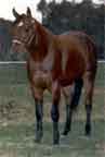 Missing. presumed stolen QH Stallion fromFayette County AL. 11/02 returned to pasture several days later.