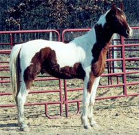 zARR 3 yr old Spotted saddle Horse gelding